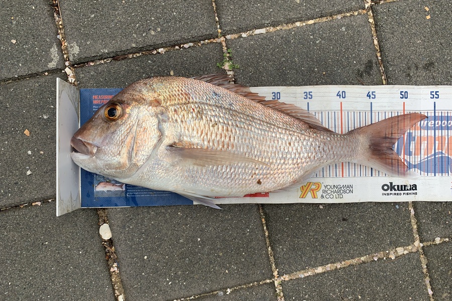 Mark Piskulic caught this 48.0cm Snapper at Doubtless Bay during The Export NZ Fishing Competition